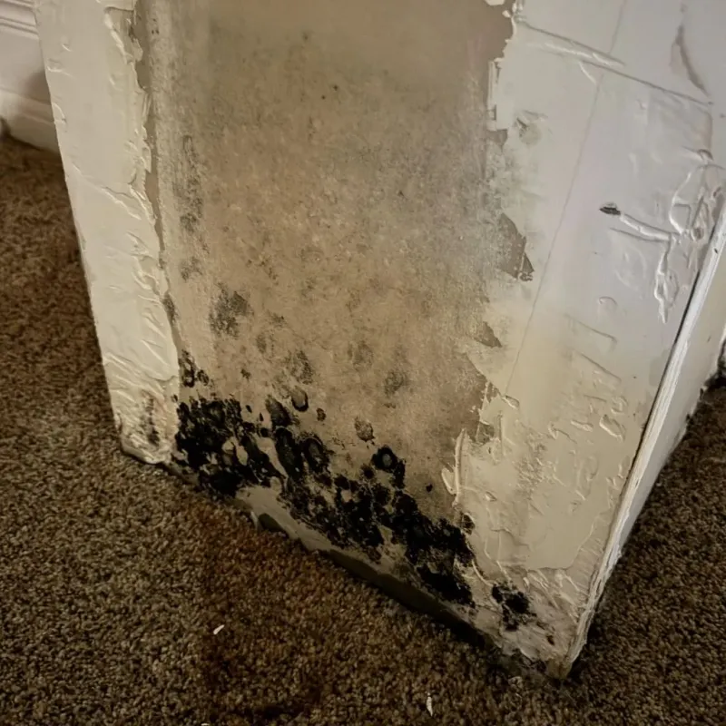 Professional Mold Removal in Lakewood, NY